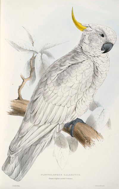 Sulphur-Crested Cockatoo by Edward Lear